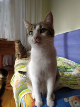 SONJA, Katze, Hauskatze in Bulgarien - Bild 17