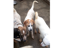 LEXY, Hund, Mischlingshund in Rumänien - Bild 11