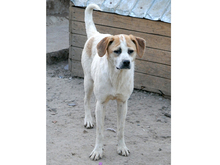 LEXY, Hund, Mischlingshund in Rumänien - Bild 2