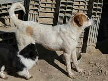 LEXY, Hund, Mischlingshund in Rumänien - Bild 3