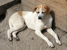 LEXY, Hund, Mischlingshund in Rumänien - Bild 4