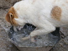 LEXY, Hund, Mischlingshund in Rumänien - Bild 5