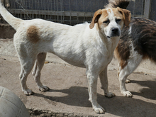 LEXY, Hund, Mischlingshund in Rumänien - Bild 6
