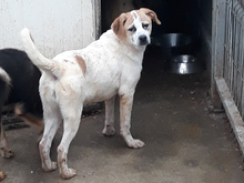 LEXY, Hund, Mischlingshund in Rumänien - Bild 7