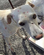 CODY, Hund, Mischlingshund in Italien - Bild 6