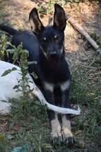DRAGON, Hund, Mischlingshund in Bulgarien - Bild 1