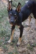 DRAGON, Hund, Mischlingshund in Bulgarien - Bild 2