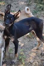 DRAGON, Hund, Mischlingshund in Bulgarien - Bild 3