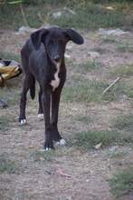 OLIVE, Hund, Mischlingshund in Bulgarien - Bild 1