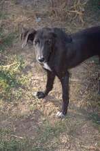 OLIVE, Hund, Mischlingshund in Bulgarien - Bild 3