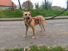 PICCO, Hund, Mischlingshund in Wesel - Bild 10