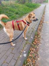 PICCO, Hund, Mischlingshund in Wesel - Bild 11