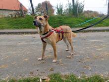 PICCO, Hund, Mischlingshund in Wesel - Bild 9