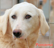 PANAMA, Hund, Mischlingshund in Italien - Bild 1