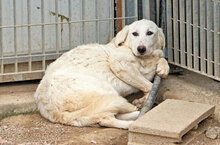PANAMA, Hund, Mischlingshund in Italien - Bild 10
