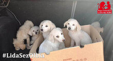 PANAMA, Hund, Mischlingshund in Italien - Bild 12
