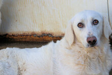 PANAMA, Hund, Mischlingshund in Italien - Bild 5