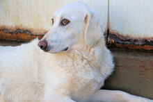 PANAMA, Hund, Mischlingshund in Italien - Bild 6