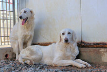 PANAMA, Hund, Mischlingshund in Italien - Bild 8