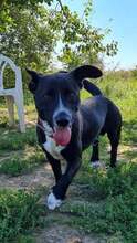 MIKI, Hund, Mischlingshund in Kroatien - Bild 1
