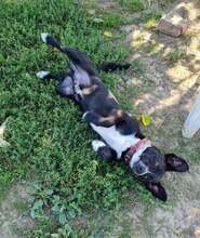 MIKI, Hund, Mischlingshund in Kroatien - Bild 2