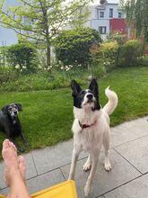 PEPE, Hund, Mischlingshund in Idstein - Bild 24