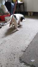 PEPE, Hund, Mischlingshund in Idstein - Bild 33