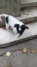 PEPE, Hund, Mischlingshund in Idstein - Bild 37