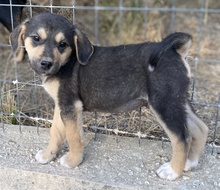 LEANA, Hund, Mischlingshund in Griechenland - Bild 2