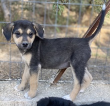 LEANA, Hund, Mischlingshund in Griechenland - Bild 3
