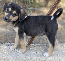 LEANA, Hund, Mischlingshund in Griechenland - Bild 5