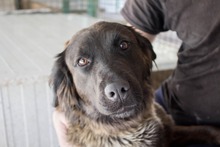 NIVES, Hund, Mischlingshund in Kroatien - Bild 1
