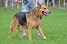 TAJSON, Hund, Deutscher Schäferhund in Polen - Bild 6