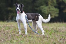 YOKO, Hund, Mischlingshund in Malberg - Bild 1