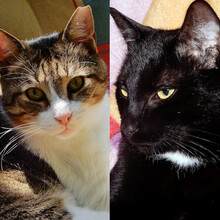 KLAUSI, Katze, Hauskatze in Berlin - Bild 1