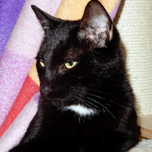 KLAUSI, Katze, Hauskatze in Berlin - Bild 10