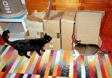 KLAUSI, Katze, Hauskatze in Berlin - Bild 11