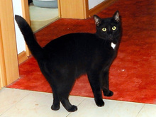 KLAUSI, Katze, Hauskatze in Berlin - Bild 3