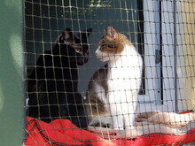 KLAUSI, Katze, Hauskatze in Berlin - Bild 6