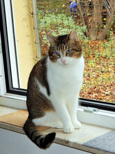 KLAUSI, Katze, Hauskatze in Berlin - Bild 9