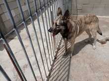 LUPI, Hund, Deutscher Schäferhund in Spanien - Bild 3