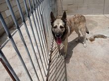 LUPI, Hund, Deutscher Schäferhund in Spanien - Bild 4