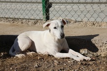 AVA, Hund, Mischlingshund in Spanien - Bild 3
