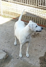 AVA, Hund, Mischlingshund in Spanien - Bild 6