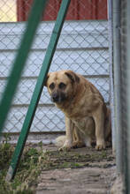 PARSO, Hund, Herdenschutzhund in Spanien - Bild 3