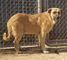 PARSO, Hund, Herdenschutzhund in Spanien - Bild 5