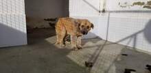PARSO, Hund, Herdenschutzhund in Spanien - Bild 7
