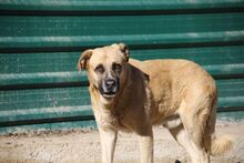 PARSO, Hund, Mischlingshund in Spanien - Bild 1