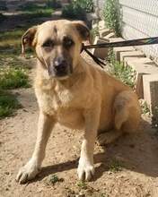 PARSO, Hund, Mischlingshund in Spanien - Bild 2