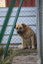 PARSO, Hund, Mischlingshund in Spanien - Bild 3